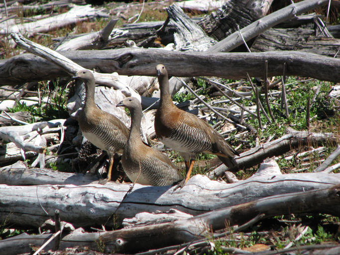 Others 5, Refugio Las Raices, Malleco