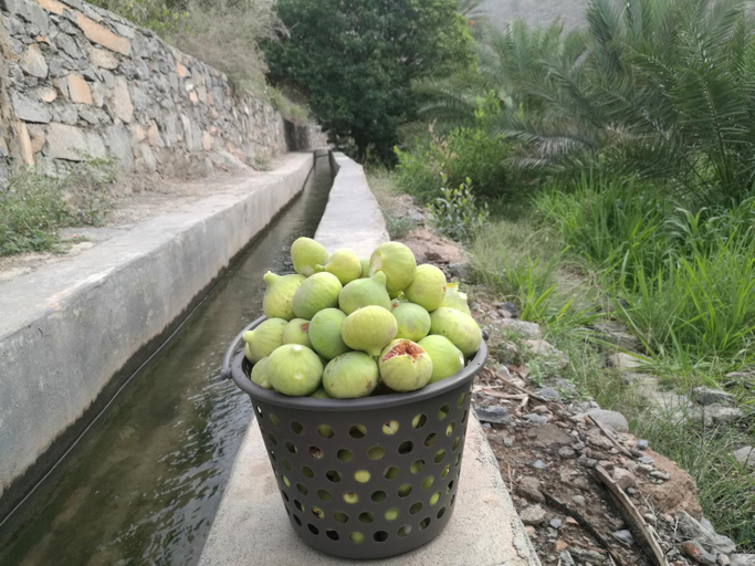 Others 3, Basmat almisfah, Al Hamra