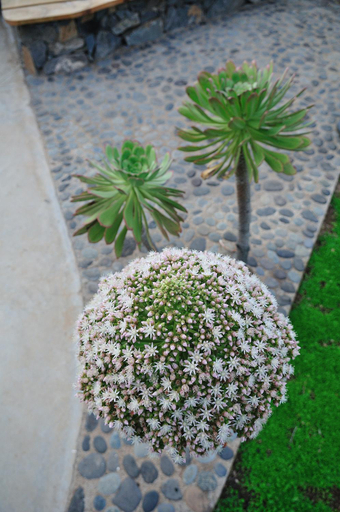 5, El Susurro Ecoliving_VILLA PARDELA, Santa Cruz de Tenerife