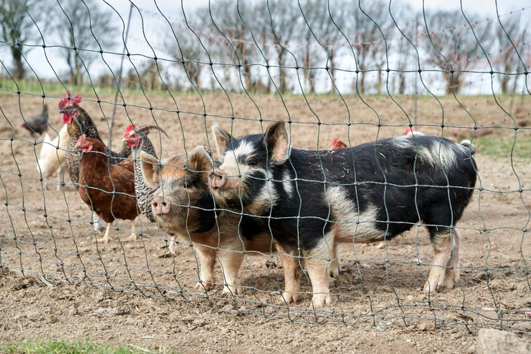 Others 4, Yetland Farm Holiday Cottages, Devon
