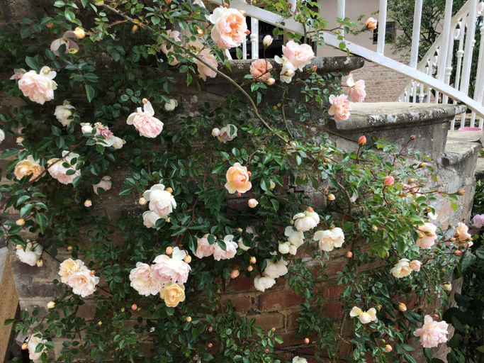Exterior view 4, Pivoines, Rhône