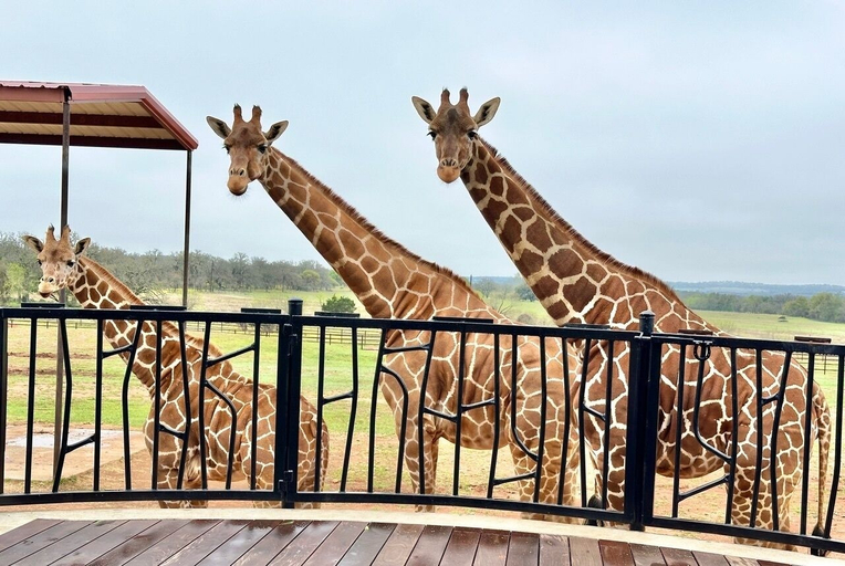 Others 5, Longneck Manor, Gillespie