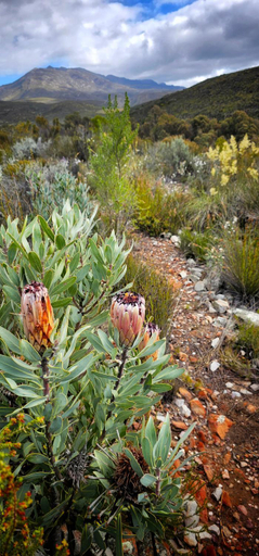 Others 3, Whipstock Guest Farm, Cape Winelands