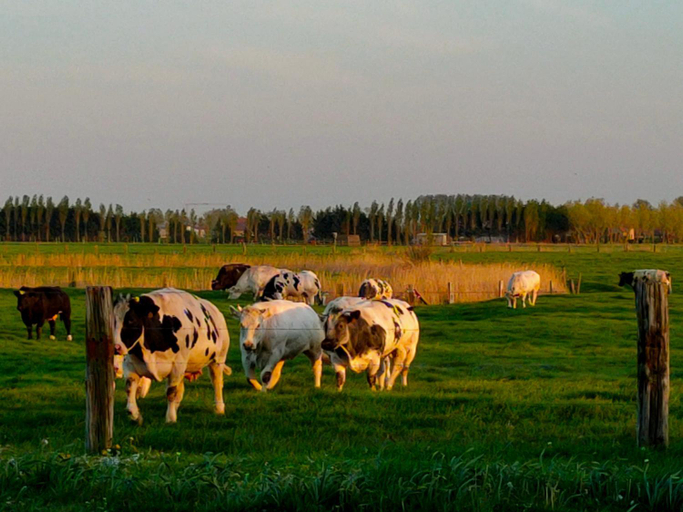 Surrounding environment 2, Gastenverblijf Hof Moye Tyt, West-Vlaanderen
