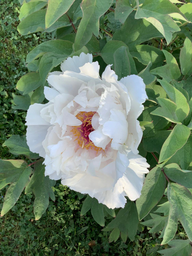 Exterior view 2, Pivoines, Rhône
