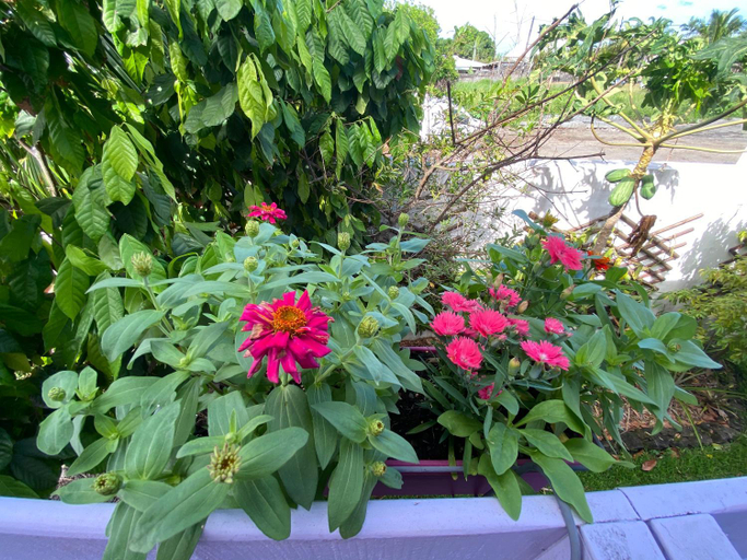 4, Happyhome2, Saint-Pierre