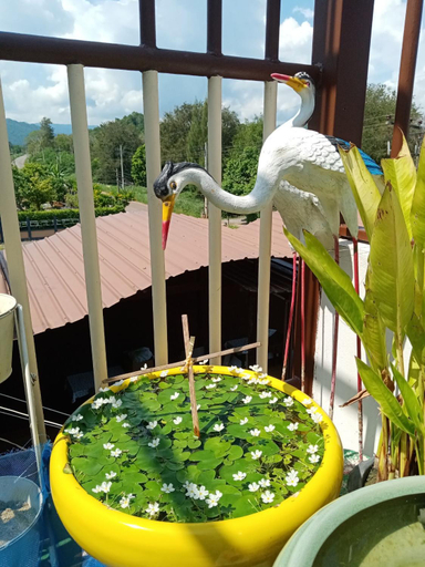 Sport & Beauty, Petchpapong House, Pak Chong