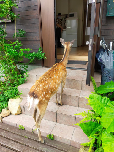 4, Deer hostel-外国人予約限定, Nara