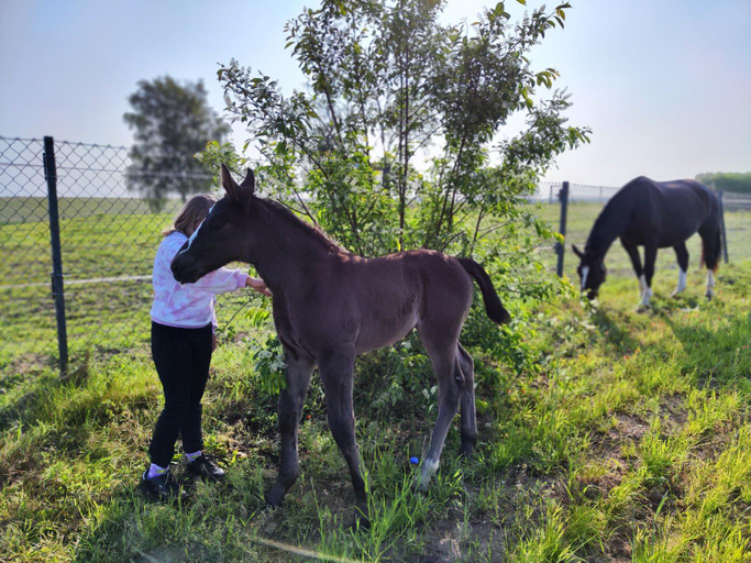 3, Vigor Horses, Słubice