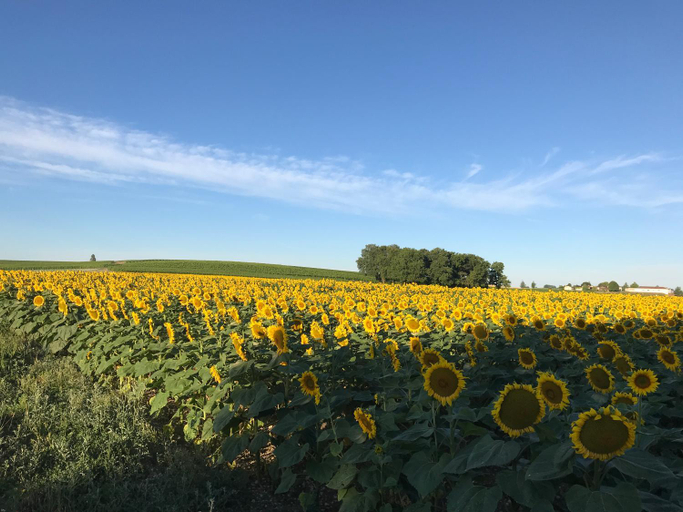 Others 4, Les Ombrieres, Charente