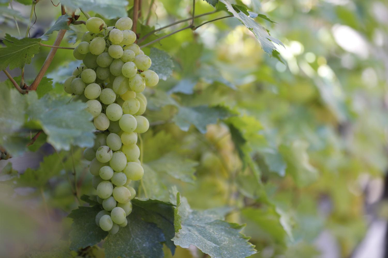 Others 5, Aragvispiri wine cellar, Dusheti