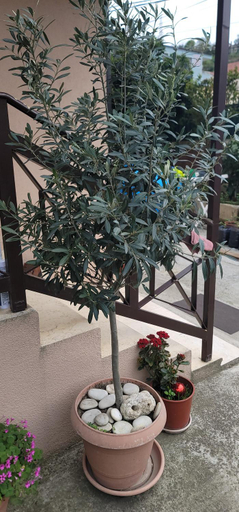 Others 5, Teba Garden's Villa, Tiranës