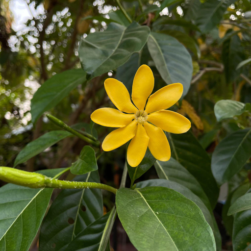 Others 5, ปาริฉัตร โฮมสเตย์ parichat homestay, Saraphi