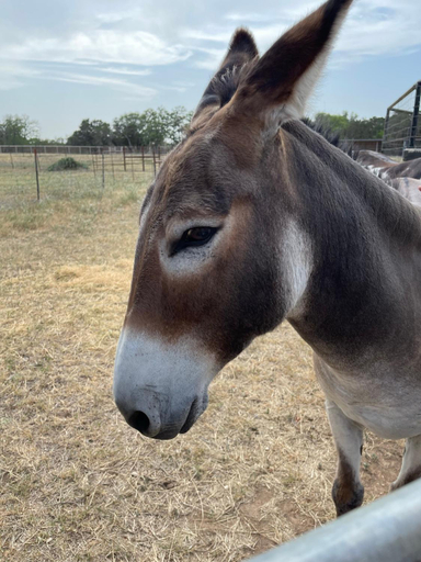 Others 5, Doe Creek Horse Ranch, Bandera