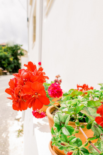 Garden, Alonion Apartments, Crete