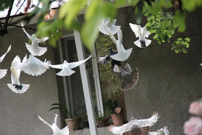 Others 2, Hayk B&B (in Sanahin)