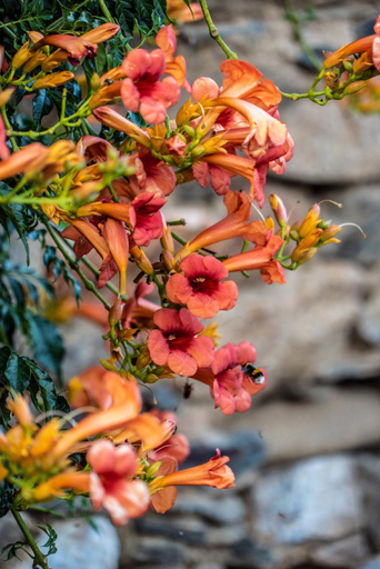 Others 5, ROSA XVI - Garden Guest House, Figueira de Castelo Rodrigo