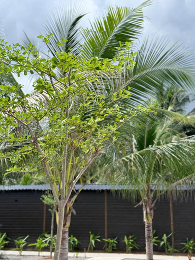 Others 4, Wanderlust garden inn, Phan Thiết