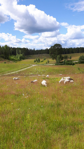 Others 3, The Sheep Inn B&B, Arvika