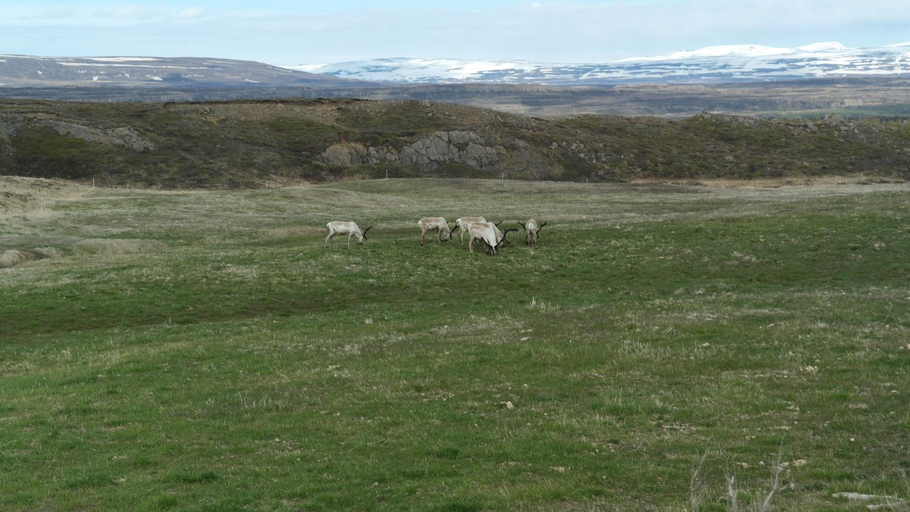 Others 2, Asgeirsstaðir Holiday Homes, Austur-Hérað
