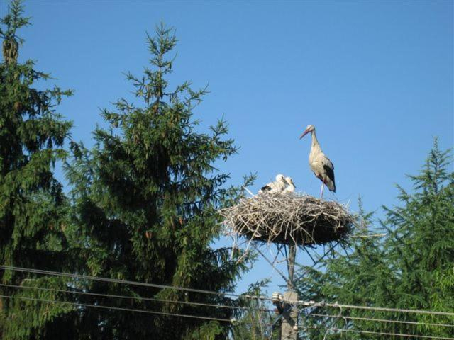 Others 5, Bociani Domek, Augustów