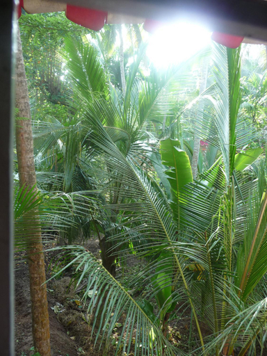 Others 5, Hotel Peacock, Thiruvananthapuram