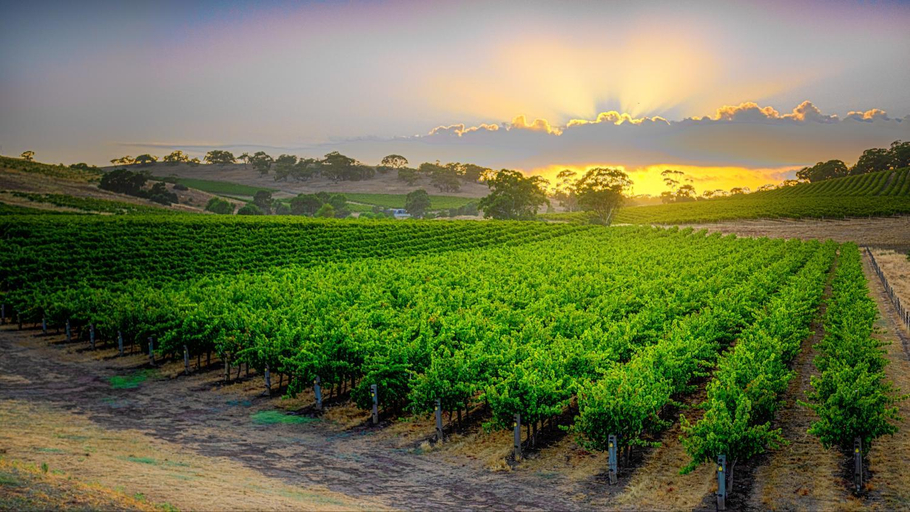 Others 5, Triple Creek Guest House - Barossa Region, Light