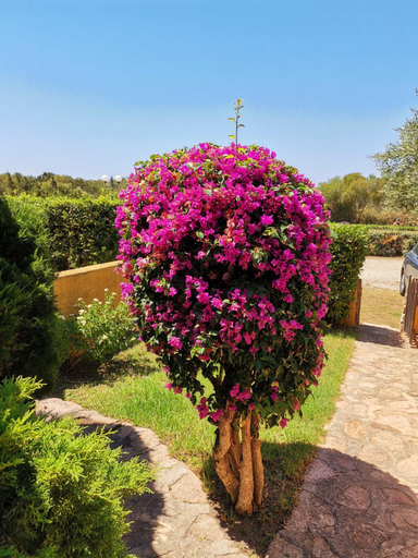 Others 5, Casa di Gio - Bilocale con giardino, Olbia-Tempio