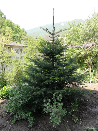 Others 4, Дом Бакалски-Кмета, Asenovgrad