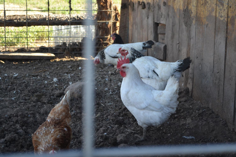 Others 3, Sevier River Farmhouse 2, Garfield