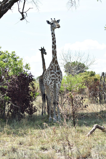 Others 5, Lunguya Annex Lodge, Temeke