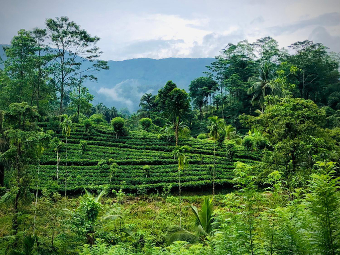 Others 5, Gypsy Garden Guesthouse & Homestay, Balapitiya