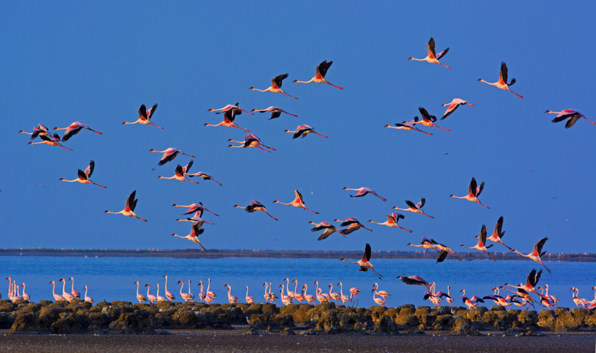 Safari 4, Rann Riders, Surendranagar