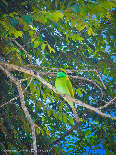 Others 3, Yoma Wild Hotel, Embilipitiya