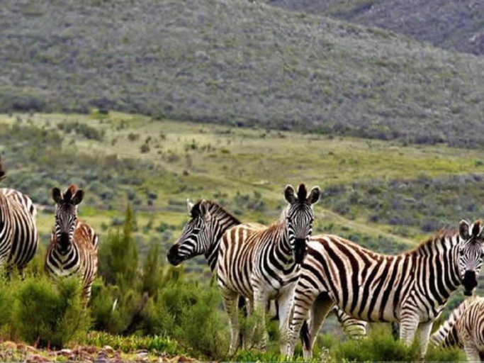 Others 3, Mountain Pastures Game Lodge, Eden