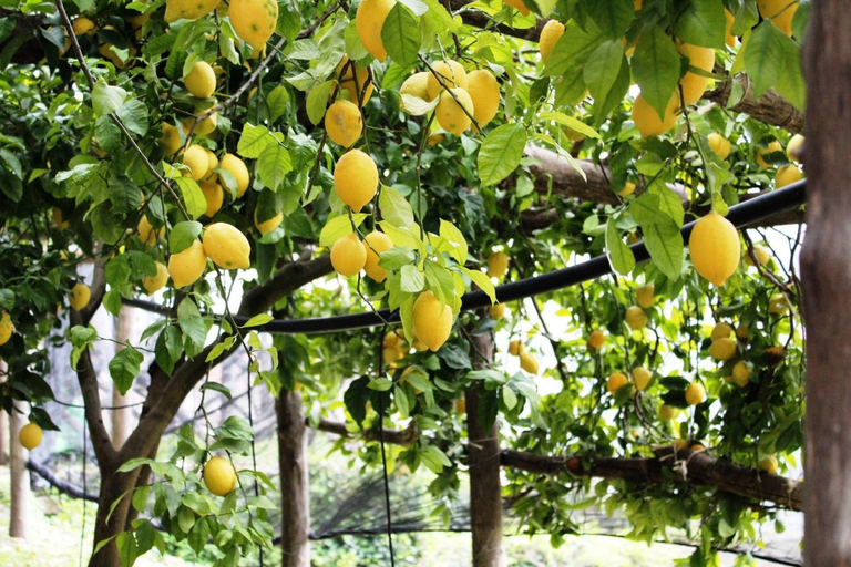 Others 3, Poggio Angelarosa: Lemon Garden Stay&Relax, Salerno