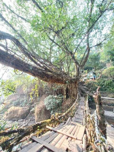 Others 5, Odyssey Stays Nongriat - 3Kms trek from Main Road, East Khasi Hills