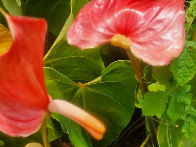 5, Accueil Creole, Sainte-Rose