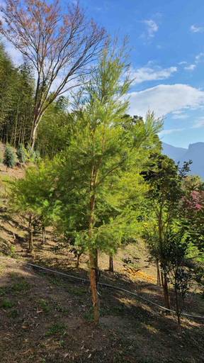 Others 2, 山林間 - 露營 旅居 Forest Camp Bnb 預訂後10分鐘請查收站內信完成匯款, Miaoli