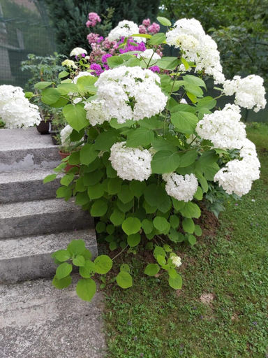 Others 4, Villa Bella, Sarajevo