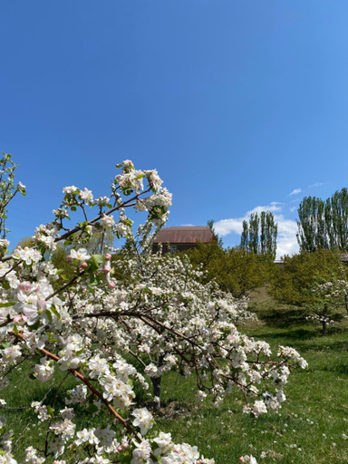 Others 4, Гостевои дом “Kyzyl Alma” (Red Apple), Ysyk-Köl (lake)