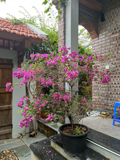 Others 5, Asahi Luxstay - Homestay Đuong Lam Hostel, Sơn Tây