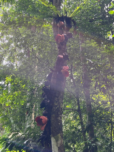 Others 5, Pondok Sri Salang, Mersing