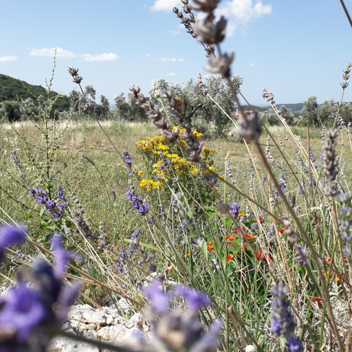 Surrounding environment 5, Agriturismo Poggio Falco Batignano, Grosseto