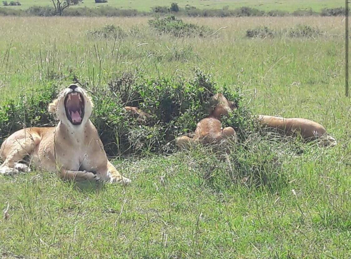 Others 5, Mara Moon cottages, Narok West