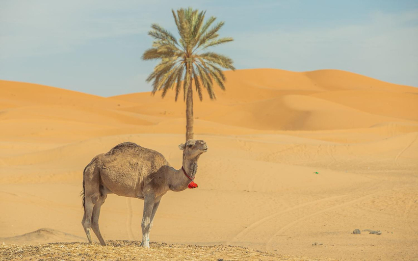 Others 4, The Desert Palace, Errachidia