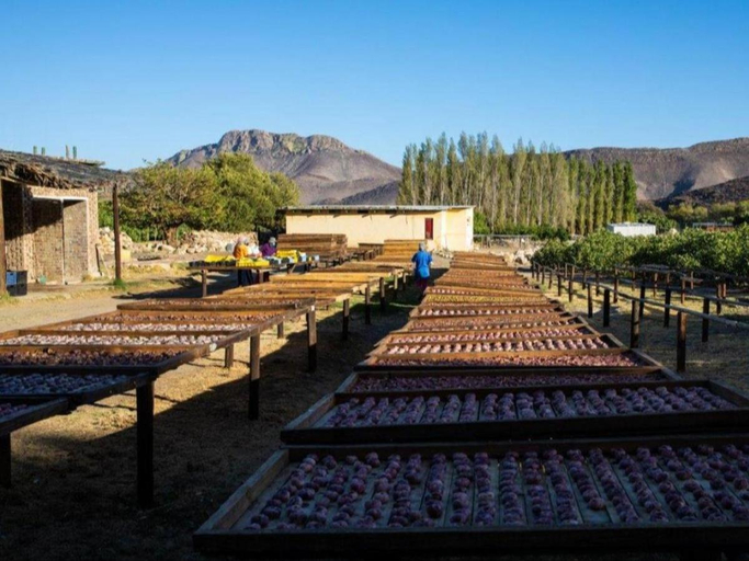 Others 4, Weltevrede Fig Farm, Central Karoo