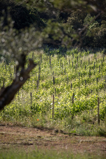Others 2, Domaine Monte Verdi, Var