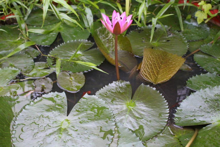 Others 2, Mekong Garden Bungalows, Châu Thành