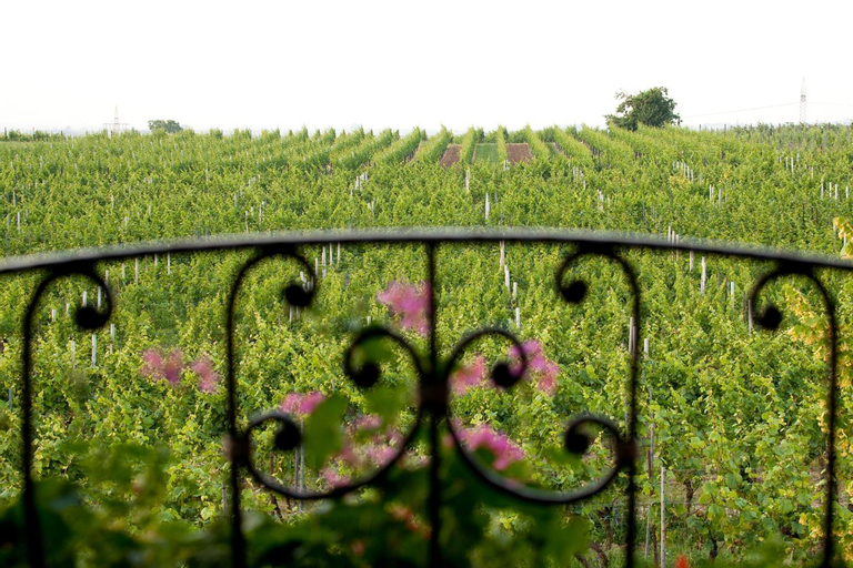 Exterior & Views 5, Villa Hochdorffer Gastehaus, Landau in der Pfalz